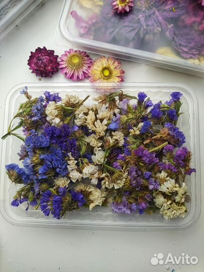 Сухоцветы для ботанических свечей и смолы