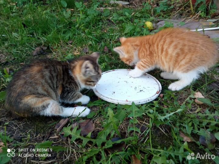 Котята мальчик и девочка в добрые руки