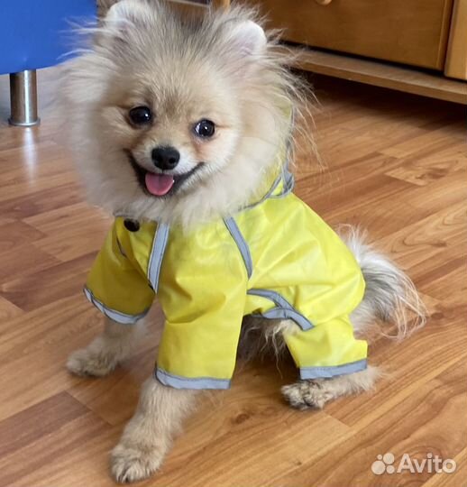 Дождевик для собаки мелких пород