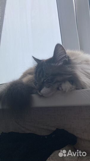 Передержка вашего питомца