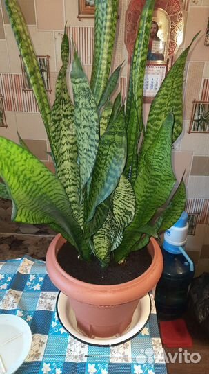 Щучий хвост(Сансевиерия)