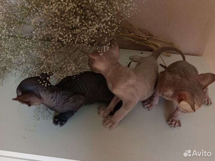 Донской сфинкс котята