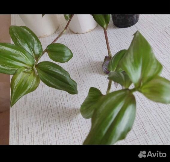 Традесканция Египетская