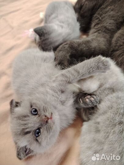 Шотландские котята