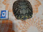Красноухая черепаха водяная отдаем в добрые руки объявление продам
