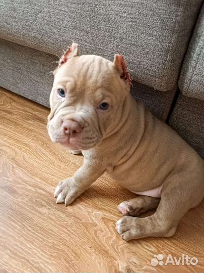 Мальчик Американский булли лиловый