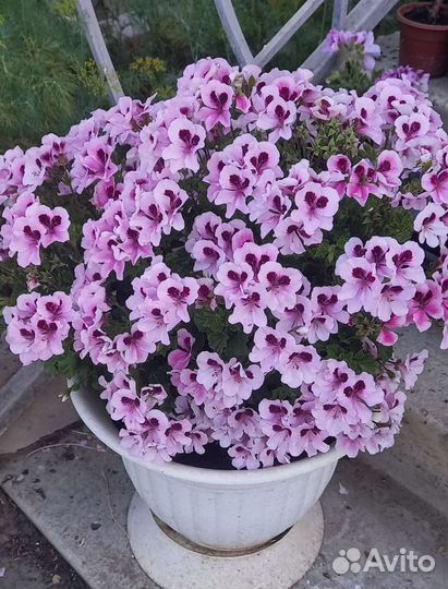 Пеларгония ангелы, стеллары