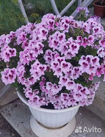 Пеларгония ангелы, стеллары