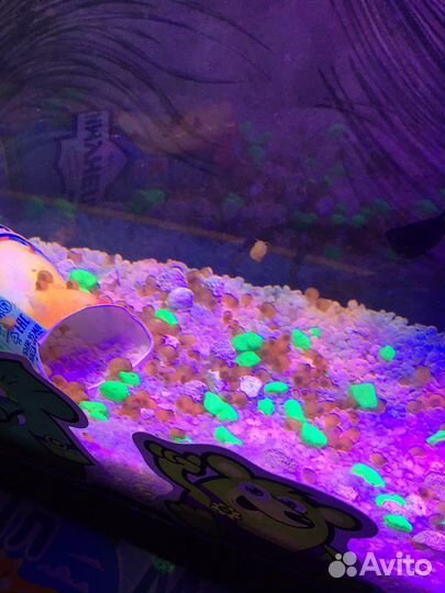 Улитки ампулярии