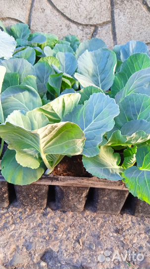 Рассада помидоры огурцы