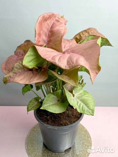 Сингониум неон робуста