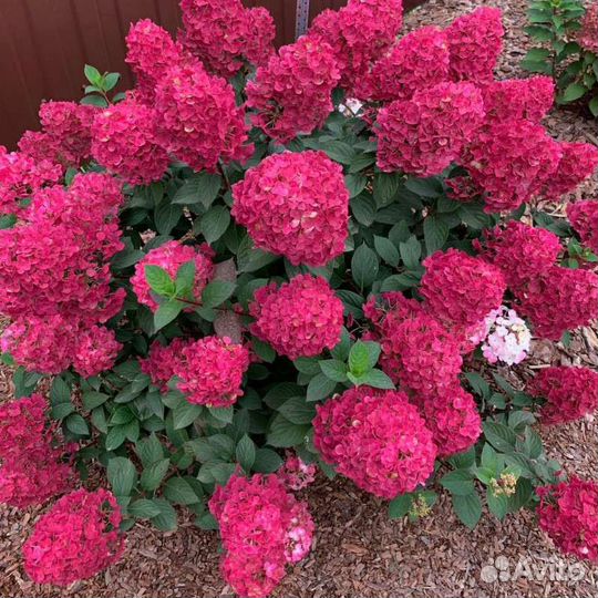 Самарская лидия