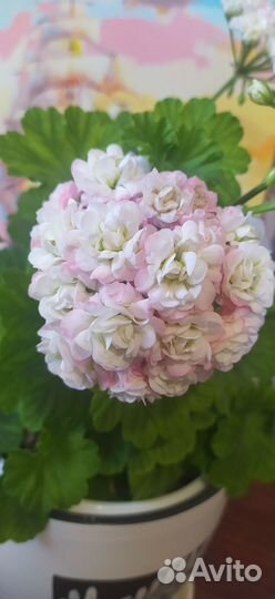 Пеларгония розебудная