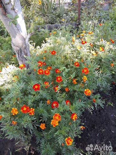 Семена бархатцы (смесь) 300 мл седерат