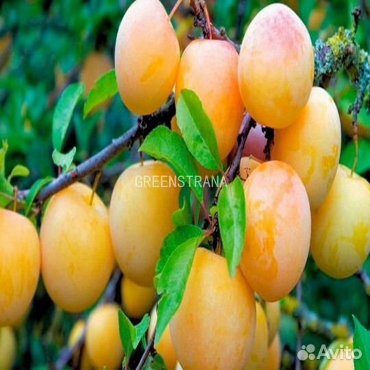 Слива желтая саженцы