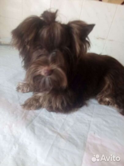 Йоркширский терьер