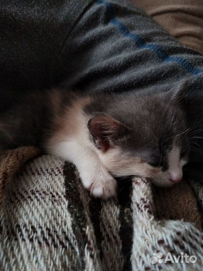 Отдадим котят