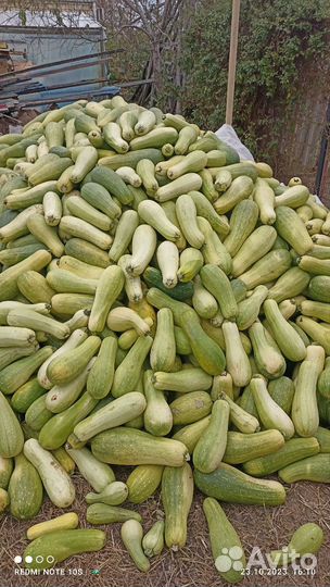 Кабачки на икру или корм животным