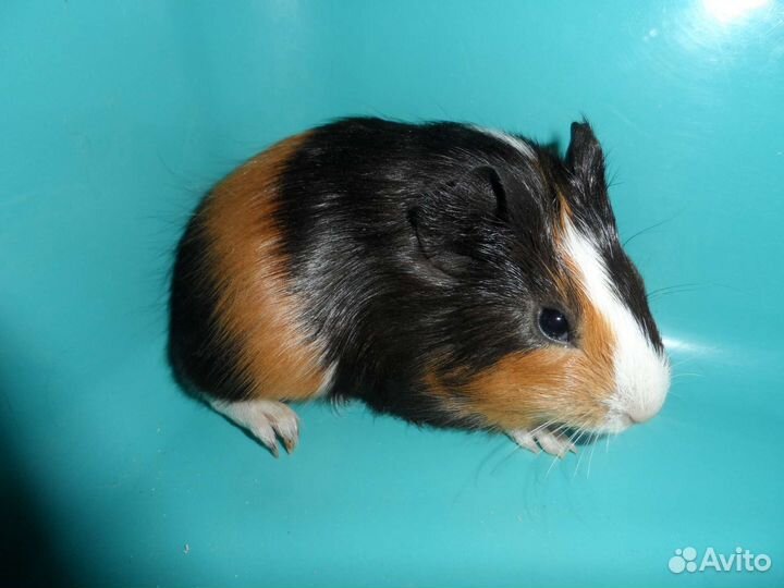 Морские свинки 1-6 месяцев