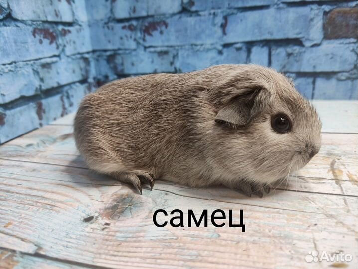 Морские свинки (самцы)