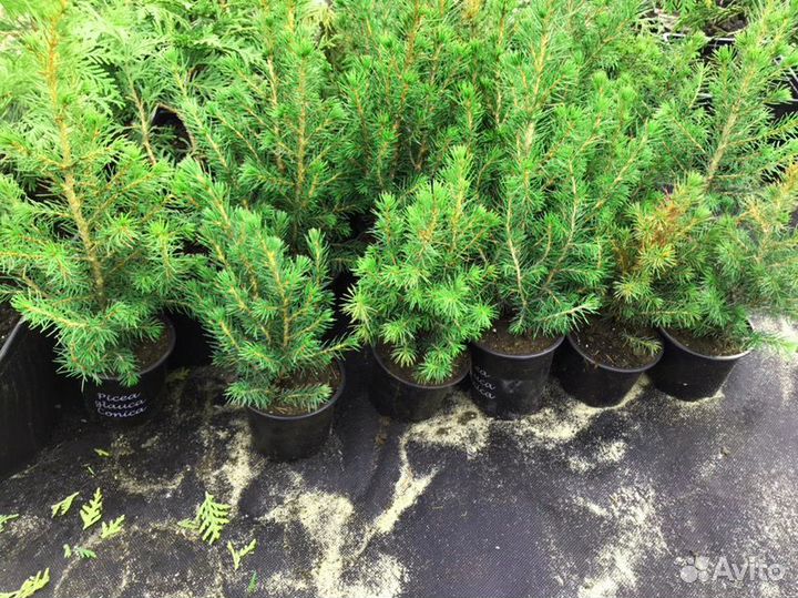 Туи, можжевельники, ели саженцы