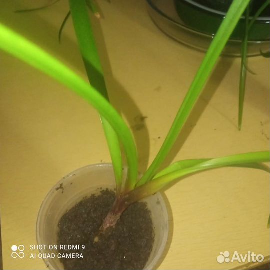 Амариллис Валотта