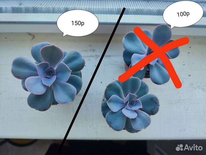 Суккуленты