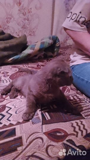 Вислоухий котенок