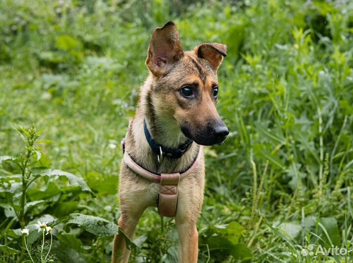 Подарите надежду слепой щенуле из приюта