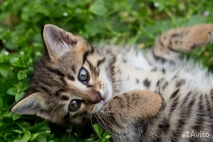 Котята 2 месяца в добрые руки