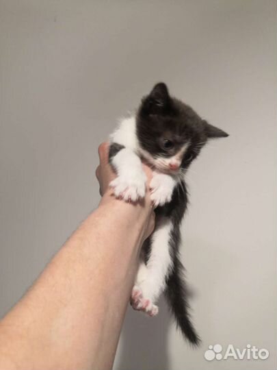 Котенок в дар бесплатно