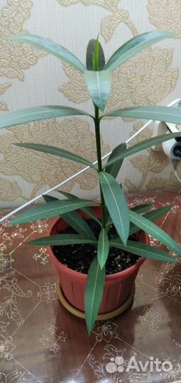 Олеандр розовый махровый