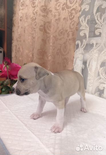 Щенки стаффорда