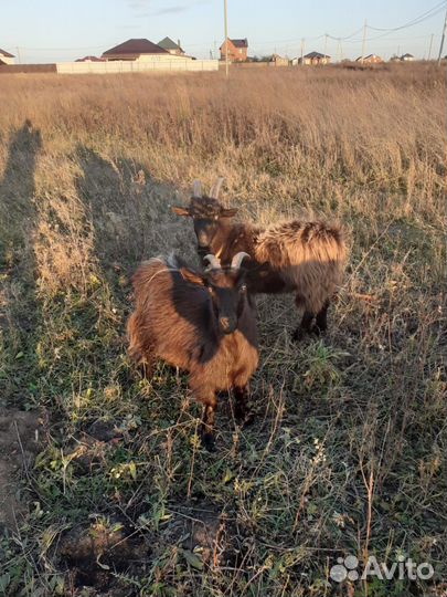 Козы, козёл