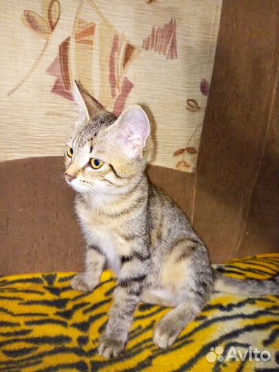 Отдам бесплатно