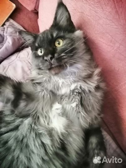 Котята мейн-кун