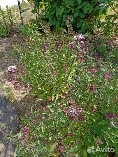 Лилейник, душица, дубок