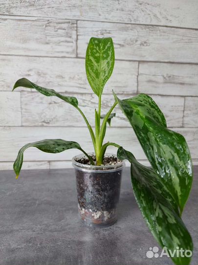 Аглаонема Green Lady