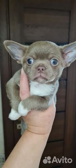 Чихуахуа девочка
