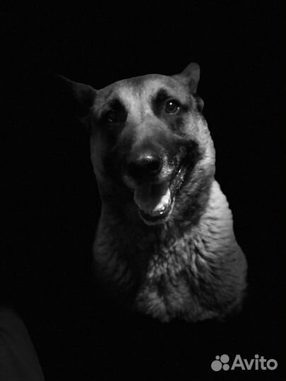 Дрессировка собак