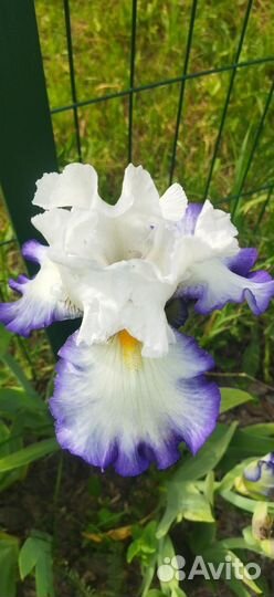 Ирисы бородатые и ещё много чего