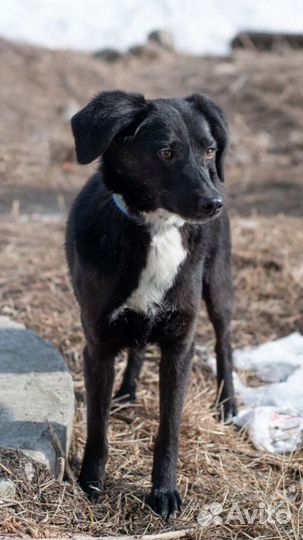 Маленькая собака в добрые руки
