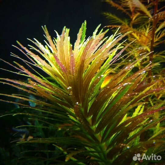 Лимнофила ароматика (Limnophila aromatica) мерист