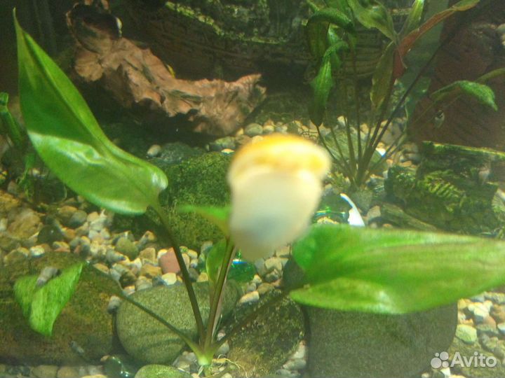 Улитки Ампулярии и Мелании