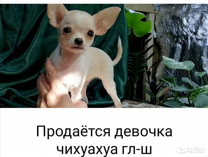 Чихуахуа. чудесная девочка, крошка чихуахуа