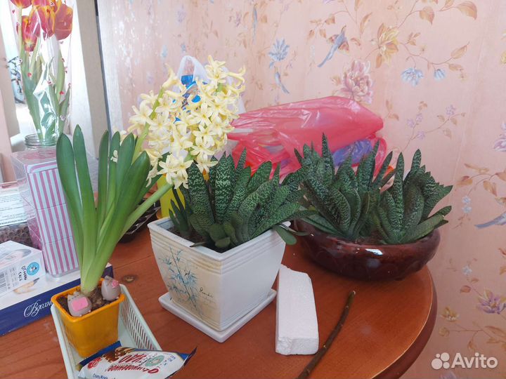Суккуленты разные (эчиверии, каланхоэ, крассула)