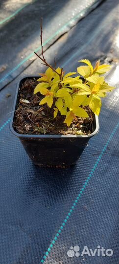 Саженцы спиреи японской Голден Принцесс