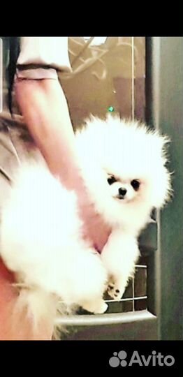 Померанский шпиц девочка
