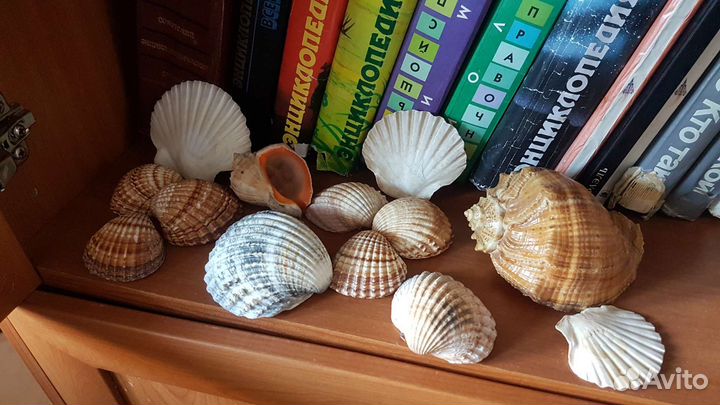 Морские ракушки