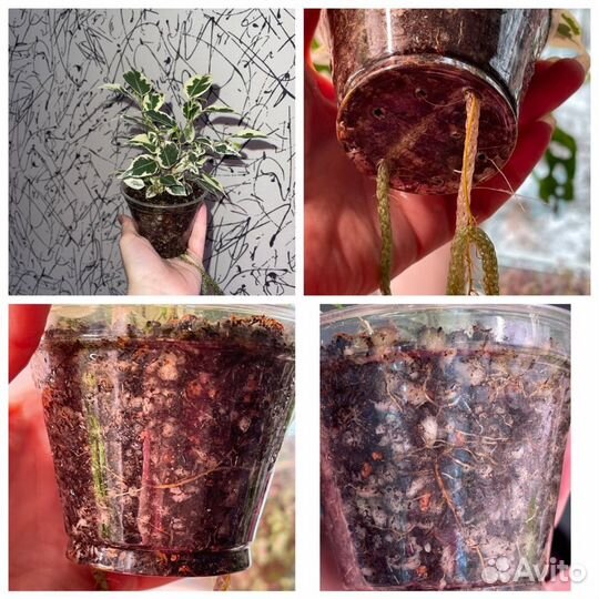 Фикус бенджамина твайлайт